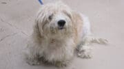 A white toy breed with a blue leash