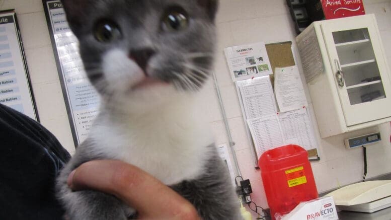 A gray/white cat held by someone