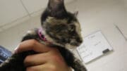 A calico kitten with a leash, held by someone