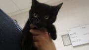 A black kitten looking at the camera, held by someone