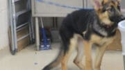 A black/tan mixed breed puppy with a blue leash