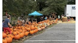 Volunteer near a big deep row of pumpkins with a blue tent in the background