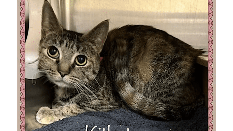 A tabby calico cat inside a cage