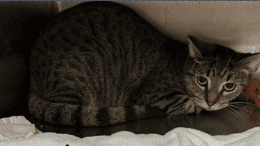 A tabby cat inside a cage with a white clothe.