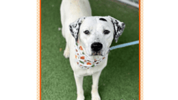 A white/black dalmatian with a colorful scarf, looking at the camera