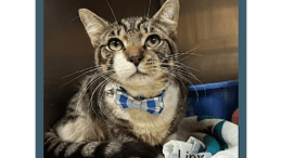 A grey tabby/white cat inside a cage