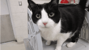 A black/white cat looking shocked