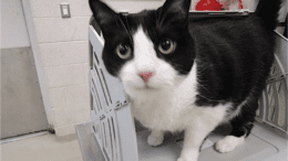 A black/white cat looking shocked