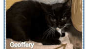 A black/white cat inside a cage, looking angry