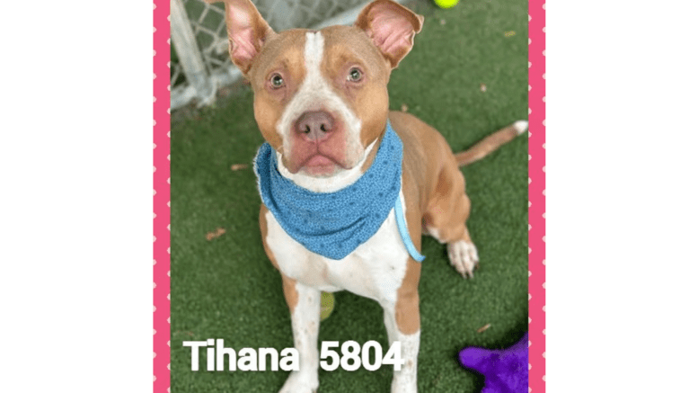 A white/brown American pit bull with a blue scarf, looking at the camera