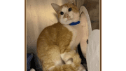 An orange tabby/white with a blue collar