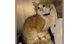 An orange tabby/white with a blue collar