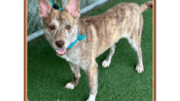 A brindle/white Siberian husky looking happy