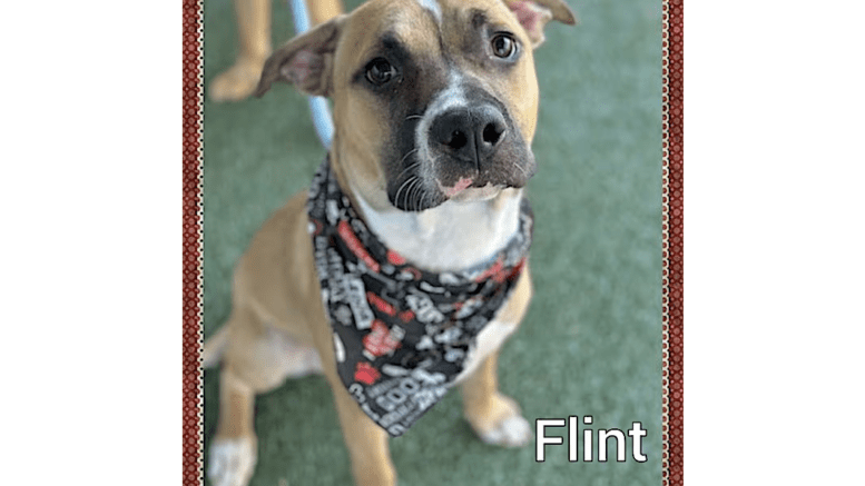 A tan/white American pit bull with a colorful scarf