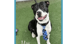 A white/black American pit bull terrier with a blue scarf, looking happy