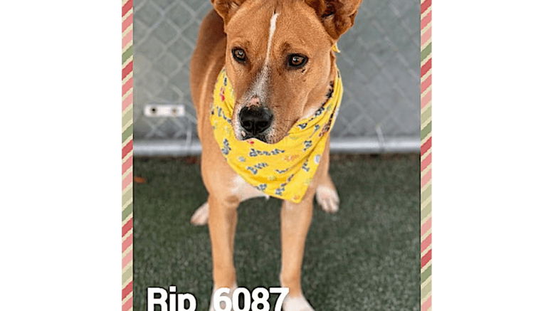 A brindle labrador retriever with a yellow scarf