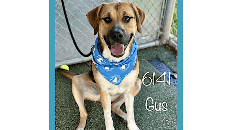 A tri-color Anatolian shepherd with a blue scarf, looking happy