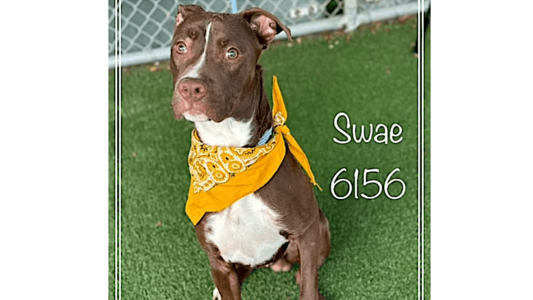 A brown/white American pit bull terrier with a yellow scarf