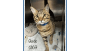 A brown tabby cat inside a cage, looking sad