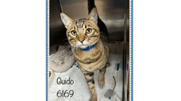 A brown tabby cat inside a cage, looking sad