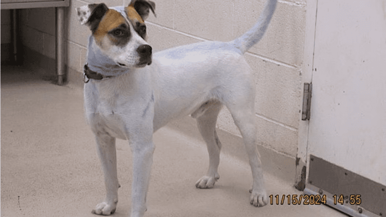 A white/tan American Staffordshire terrier looking at the side