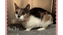 A calico cat inside a cage looking sad