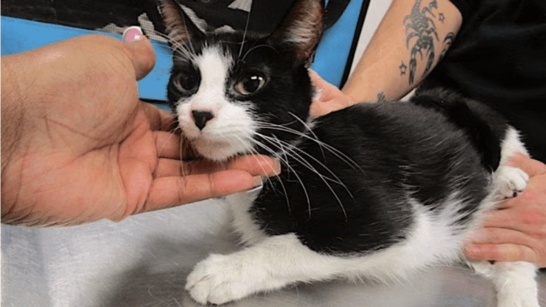 A black/white cat held by someone