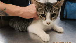 A tabby/white cat held by someone on the table