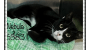 A black/white cat inside a cage, laying down