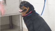 A black/tan rottweiler with a blue leash, looking happy