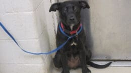 A black/white labrador retriever with a blue leash