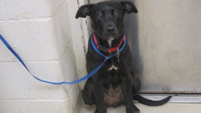 A black/white labrador retriever with a blue leash