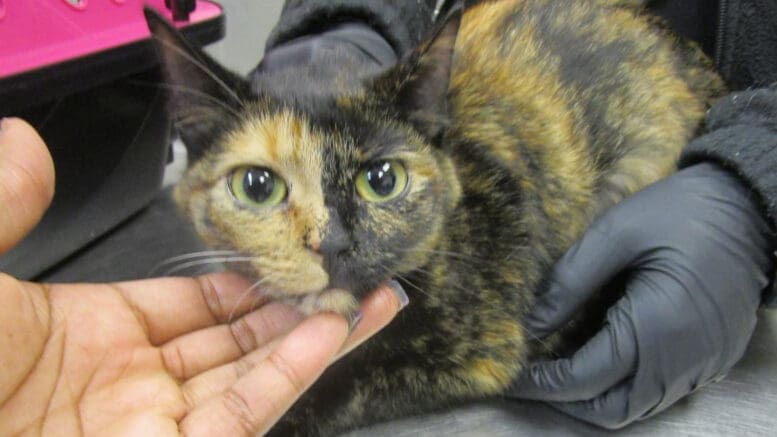 A tortoise shell cat held by someone upfront and behind