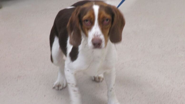 A tri-color beagle puppy with a blue leash, looking at the camera