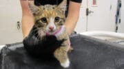 A tabby calico kitten held by someone behind