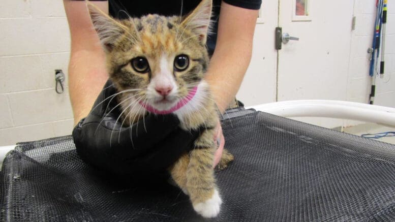 A tabby calico kitten held by someone behind