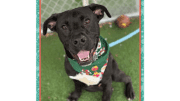 A black/white labrador retriever with a colorful scarf