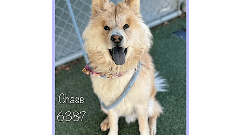 A gold chow chow with a blue leash, looking happy