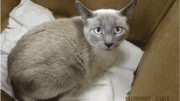 A seal point cat inside a cage