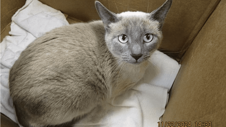 A seal point cat inside a cage