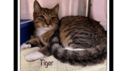 A tabby white cat inside a cage with a cloth