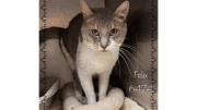 A grey/white cat inside a cage, looking angry