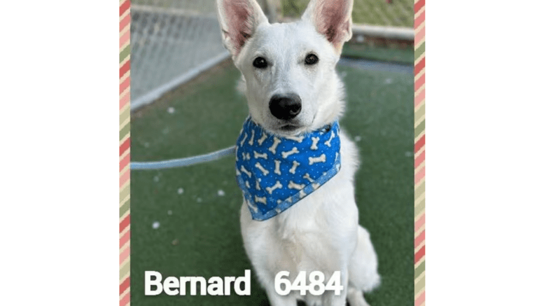 A white shepherd with a blue scarf