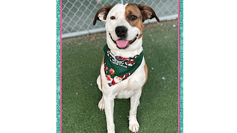 A tri-color hound with a colorful scarf, looking happy