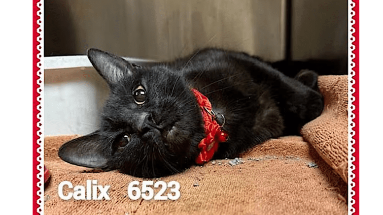 A black tan cat lying down inside a cage