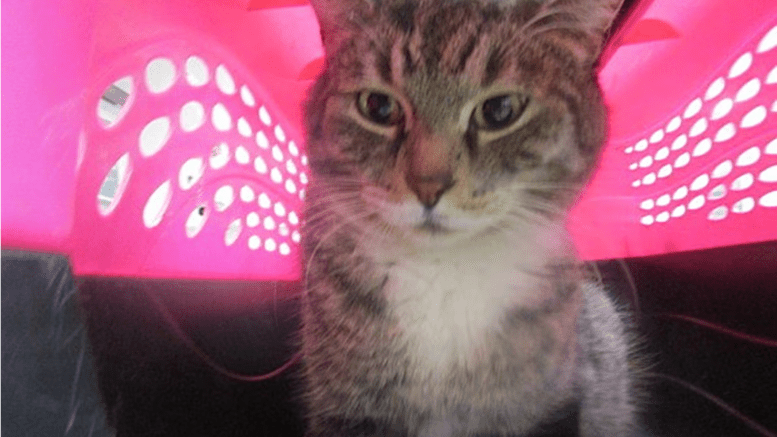 A brown tiger cat inside a pink/black cage