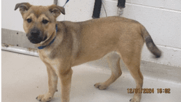 A brown/black shepherd with a blue leash