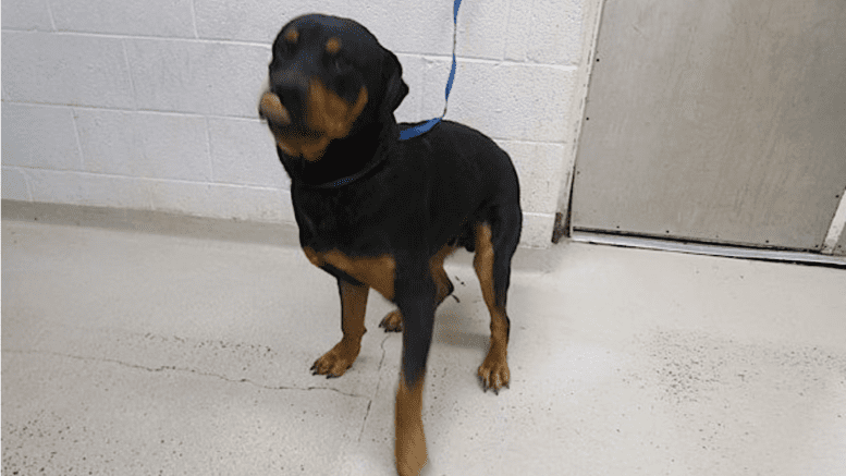 A black tan rottweiler with a blue leash