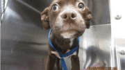 A chocolate white labrador retriever going out from the cage