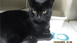 A black cat inside a cage, looking at the camera